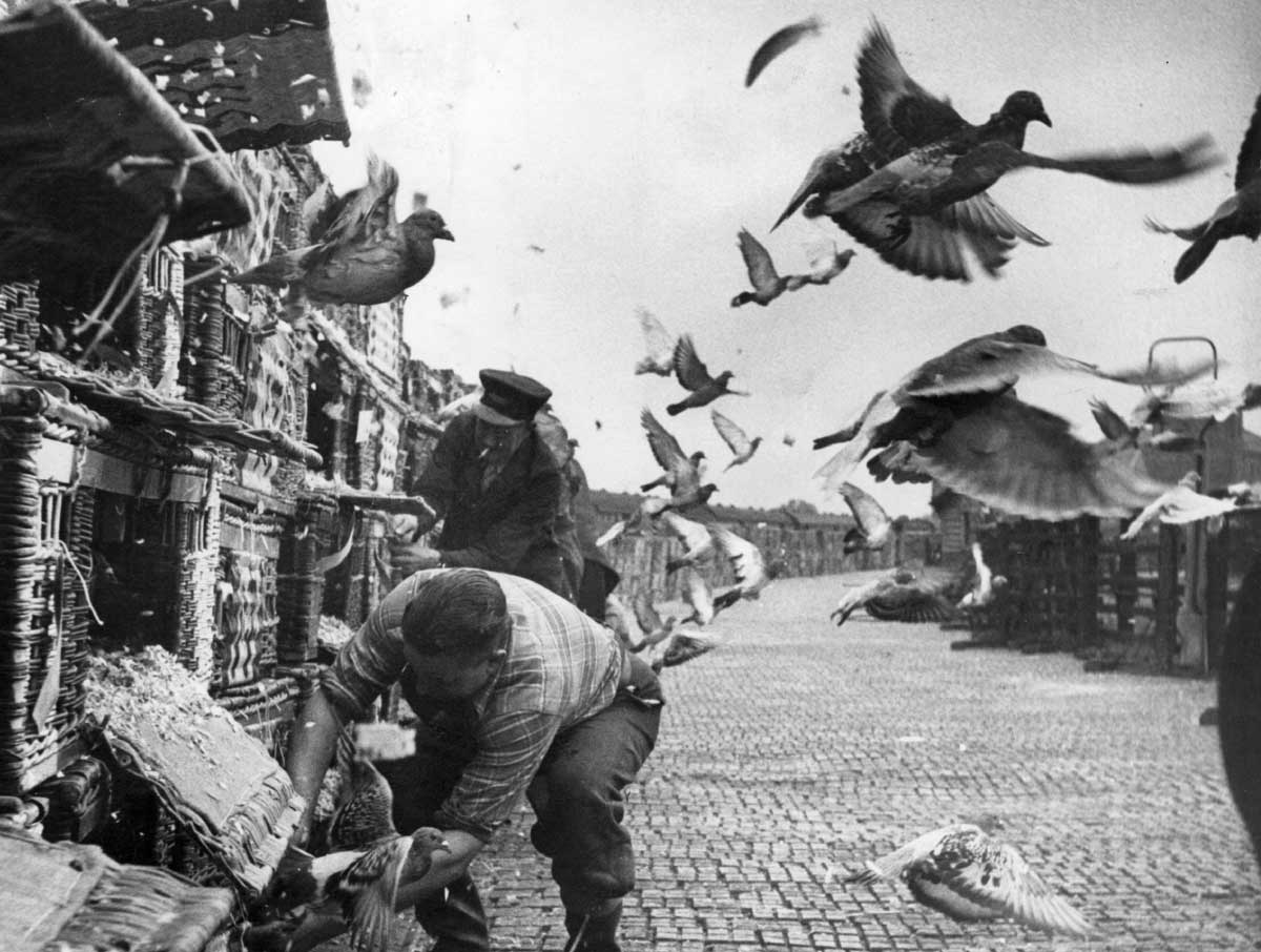 A pigeon race begins in Northallerton, Yorkshire, 1953 © John Chillingworth/Hulton Getty Images. A pigeon race begins in Northallerton, Yorkshire, 1953 © John Chillingworth/Hulton Getty Images.