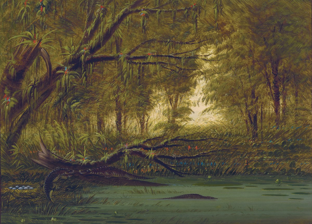An Alligator’s Nest, by George Catlin, c.1850. Paul Mellon Collection, National Gallery of Art Washington. Public Domain. An Alligator’s Nest, by George Catlin, c.1850. Paul Mellon Collection, National Gallery of Art Washington. Public Domain.